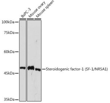 Anti-Steroidogenic factor-1 (SF-1/NR5A1) antibody produced in rabbit