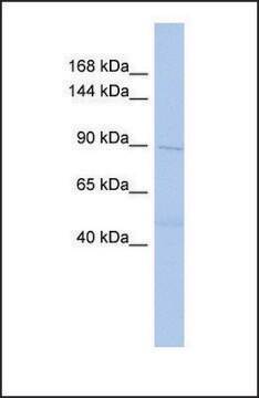 Anti-DNMT3B antibody produced in rabbit affinity isolated antibody