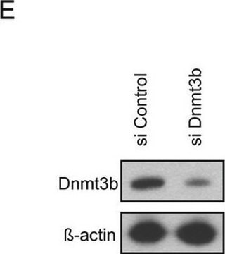 Monoclonal Anti-&#946;-Actin antibody produced in mouse clone AC-74, purified immunoglobulin, buffered aqueous solution