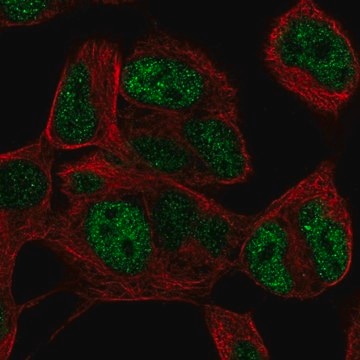 Anti-TLX3 antibody produced in rabbit Prestige Antibodies&#174; Powered by Atlas Antibodies, affinity isolated antibody