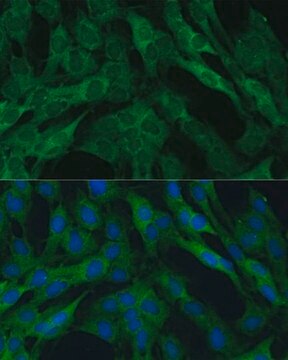 Anti- IDH1 antibody produced in rabbit