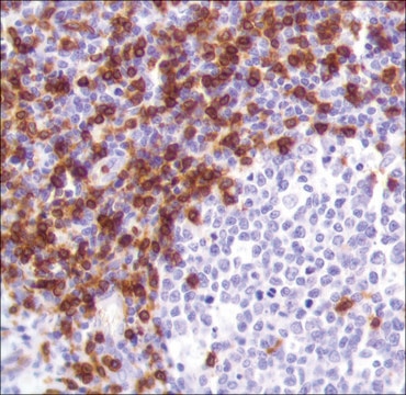 Anti-CD3 antibody, Rabbit monoclonal recombinant, expressed in proprietary host, clone SP162, affinity isolated antibody