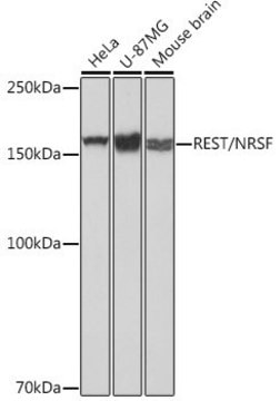 Anti-REST/NRSF antibody produced in rabbit