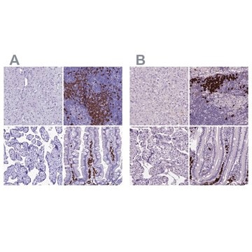 Anti-MZB1 antibody produced in rabbit Prestige Antibodies&#174; Powered by Atlas Antibodies, affinity isolated antibody, buffered aqueous glycerol solution