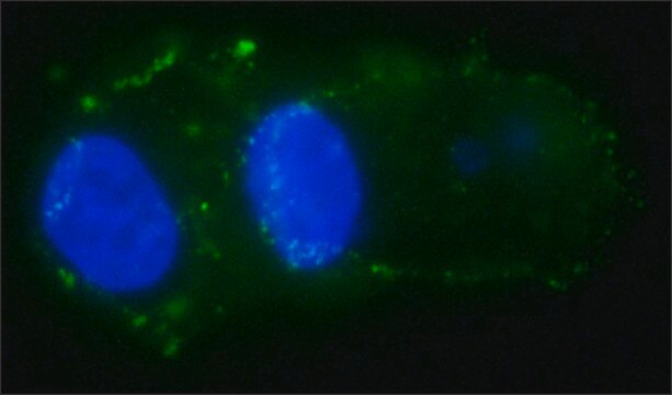 Anti-EpCAM ICD antibody, Mouse monoclonal clone 4A7, purified from hybridoma cell culture