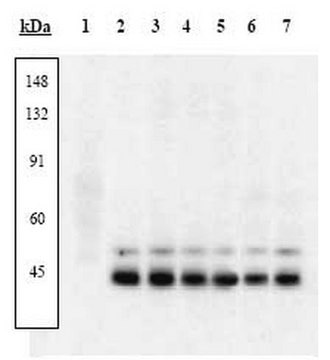 PhosphoDetect Anti-p38 MAP Kinase (pThr&#185;&#8312;&#8304;, pTyr&#185;&#8312;&#178;) Rabbit pAb liquid, Calbiochem&#174;