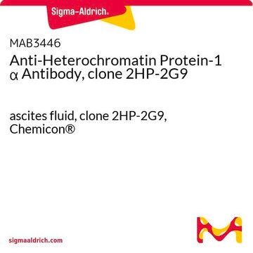 Anti-Heterochromatin Protein-1 &#945; Antibody, clone 2HP-2G9 ascites fluid, clone 2HP-2G9, Chemicon&#174;