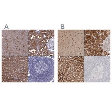 Anti-ALDH1L1 antibody produced in rabbit Prestige Antibodies&#174; Powered by Atlas Antibodies, affinity isolated antibody