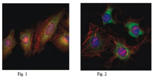 Anti-EphB2 Antibody, clone 2D12C6 ascites fluid, clone 2D12C6, from mouse