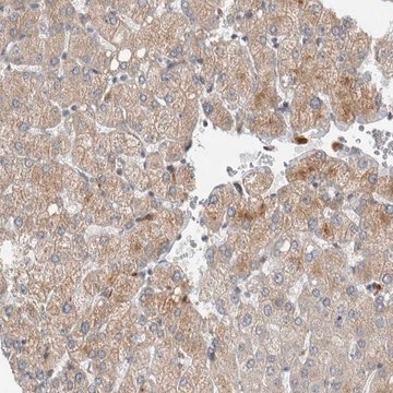 Anti-AFP antibody produced in rabbit Prestige Antibodies&#174; Powered by Atlas Antibodies, affinity isolated antibody, buffered aqueous glycerol solution