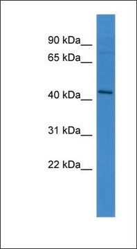 Anti-APLNR antibody produced in rabbit affinity isolated antibody