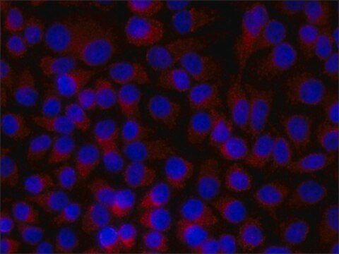 Monoclonal Anti-Paxillin antibody produced in mouse clone PXC-10, ascites fluid