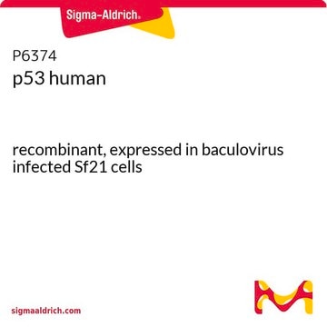 p53 human recombinant, expressed in baculovirus infected Sf21 cells