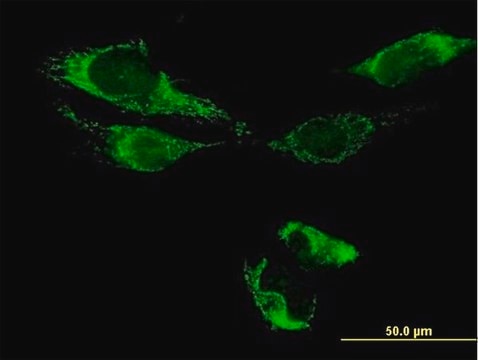 Anti-ATAD3B antibody produced in mouse IgG fraction of antiserum, buffered aqueous solution