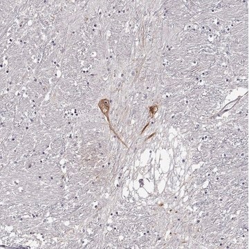 Anti-GNRH1 antibody produced in rabbit Prestige Antibodies&#174; Powered by Atlas Antibodies, affinity isolated antibody, buffered aqueous glycerol solution