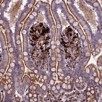 Anti-MAN2B1 antibody produced in rabbit Prestige Antibodies&#174; Powered by Atlas Antibodies, affinity isolated antibody, buffered aqueous glycerol solution