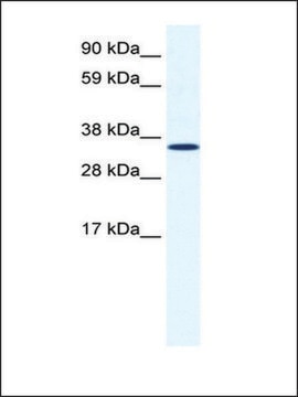 Anti-ANXA2 antibody produced in rabbit IgG fraction of antiserum