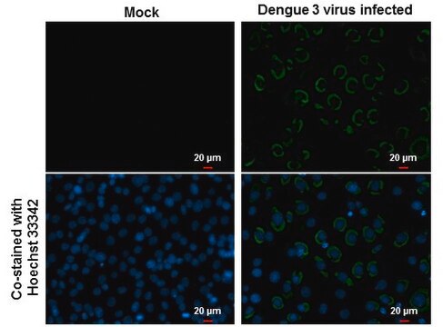 Monoclonal Anti-Dengue virus Envelope protein antibody produced in mouse clone GT643, affinity isolated antibody