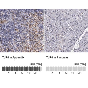 Anti-TLR8 antibody produced in rabbit Prestige Antibodies&#174; Powered by Atlas Antibodies, affinity isolated antibody, buffered aqueous glycerol solution