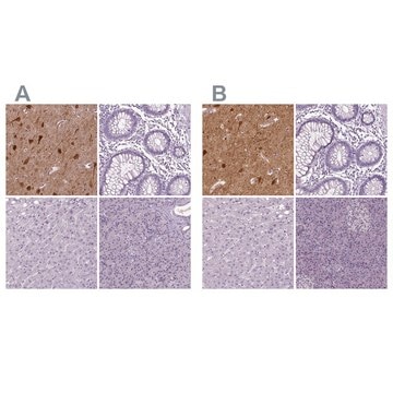 Anti-NECAB1 antibody produced in rabbit affinity isolated antibody, buffered aqueous glycerol solution, Ab2