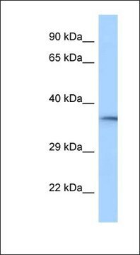 Anti-RGD1310788 antibody produced in rabbit affinity isolated antibody