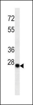 MONOCLONAL ANTI-KAPPA LIGHT CHAIN antibody produced in mouse clone HP6053, IgG fraction of antiserum, buffered aqueous solution