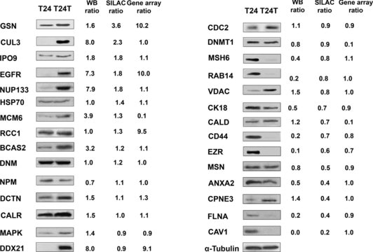 Monoclonal Anti-Ezrin antibody produced in mouse clone 3C12, ascites fluid