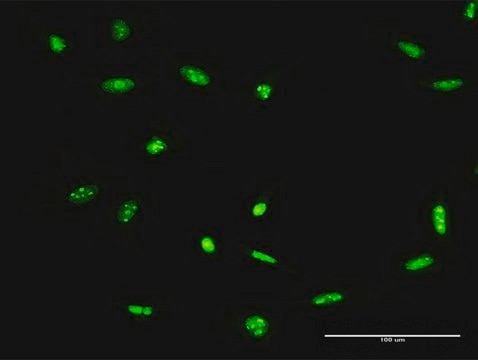 Anti-ADAR antibody produced in rabbit purified immunoglobulin, buffered aqueous solution