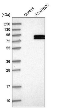 Anti-FOXRED2 antibody produced in rabbit Prestige Antibodies&#174; Powered by Atlas Antibodies, affinity isolated antibody, buffered aqueous glycerol solution, ab1