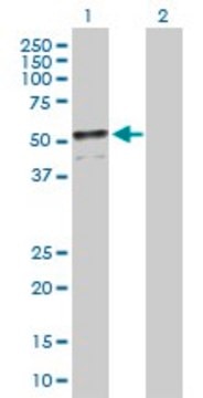 Anti-ADFP antibody produced in mouse purified immunoglobulin, buffered aqueous solution