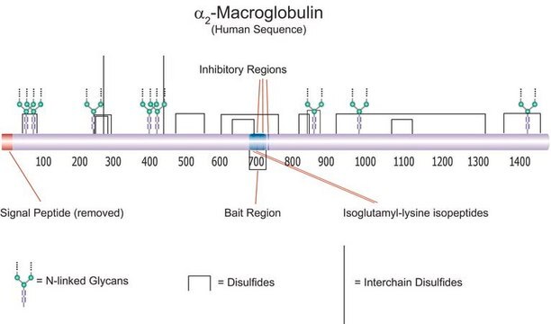 &#945;2-Macroglobulin, Human Plasma A multifunctional, secreted glycoprotein that acts as a broad range irreversible protease inhibitor that forms a "trap" around most proteases.