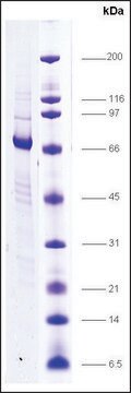 RXR, &#946; human recombinant, expressed in insect cells, &#8805;80% (SDS-PAGE)