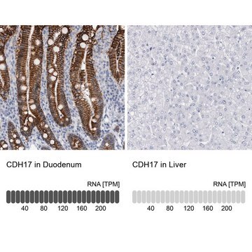 Anti-CDH17 antibody produced in rabbit Prestige Antibodies&#174; Powered by Atlas Antibodies, affinity isolated antibody, buffered aqueous glycerol solution, Ab2