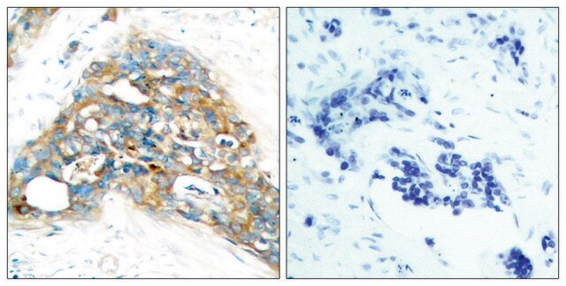 Anti-PTEN antibody produced in rabbit affinity isolated antibody