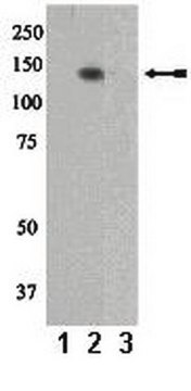 Anti-phospho-Pyk2/CAK&#946;/FAK2 (Tyr402) Antibody Upstate&#174;, from rabbit