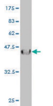 Monoclonal Anti-IL13RA2 antibody produced in mouse clone 2E10, purified immunoglobulin, buffered aqueous solution