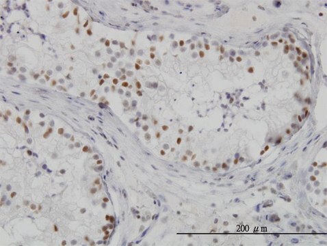 Monoclonal Anti-HDAC1 antibody produced in mouse clone 3E1, purified immunoglobulin, buffered aqueous solution