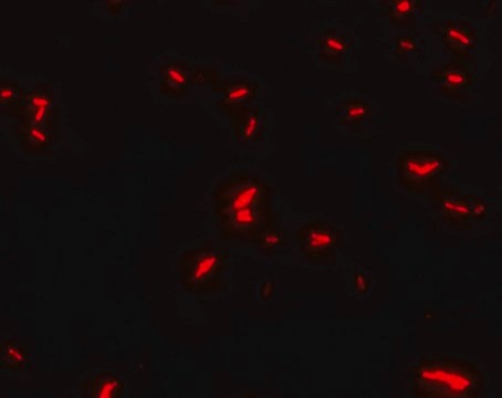 Glycerol for fluorescence (microscopy)