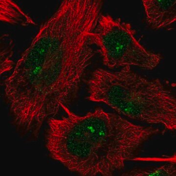 Anti-DHX33 antibody produced in rabbit Prestige Antibodies&#174; Powered by Atlas Antibodies, affinity isolated antibody