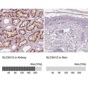 Anti-SLC5A12 antibody produced in rabbit Prestige Antibodies&#174; Powered by Atlas Antibodies, affinity isolated antibody, buffered aqueous glycerol solution