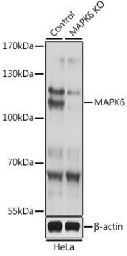 Anti-MAPK6 antibody produced in rabbit