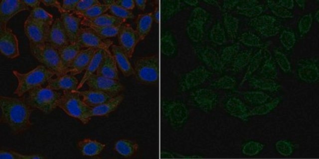 Anti-Connexin 43 Antibody, CT Antibody, clone 1C5.1 Antibody, Alexa Fluor&#8482; 488 Conjugate clone 1C5.1, from mouse, ALEXA FLUOR&#8482; 488