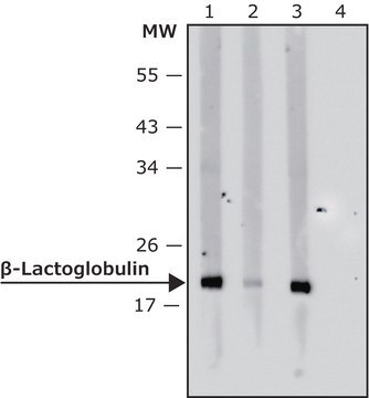 Anti-beta-Lactoglobulin antibody, Mouse monoclonal clone BTS-10, purified from hybridoma cell culture