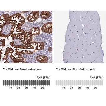 Anti-MYO5B antibody produced in rabbit Prestige Antibodies&#174; Powered by Atlas Antibodies, affinity isolated antibody, buffered aqueous glycerol solution