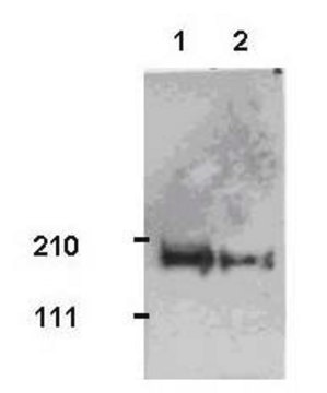 Anti-Tiam1 Rabbit pAb liquid, Calbiochem&#174;