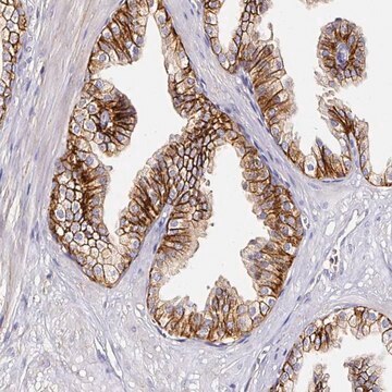 Anti-CD47 antibody produced in rabbit Prestige Antibodies&#174; Powered by Atlas Antibodies, affinity isolated antibody, buffered aqueous glycerol solution