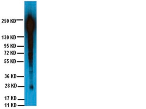 Anti-Phosphotyrosine Antibody, clone 4G10&#174;, Biotin Conjugate clone 4G10®, Upstate&#174;, from mouse