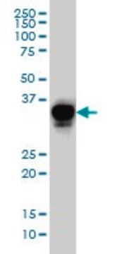 Monoclonal Anti-CRX antibody produced in mouse clone 4G11, purified immunoglobulin, buffered aqueous solution