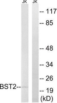 Anti-BST2 antibody produced in rabbit affinity isolated antibody