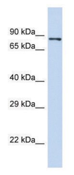 Anti-PIEZO2 (N-terminal) antibody produced in rabbit affinity isolated antibody